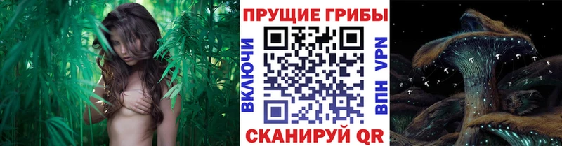 Псилоцибиновые грибы ЛСД Южно-Сухокумск